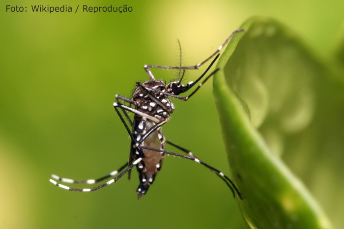 Saiba onde os moradores do Grande ABC podem denunciar possíveis focos do mosquito da dengue