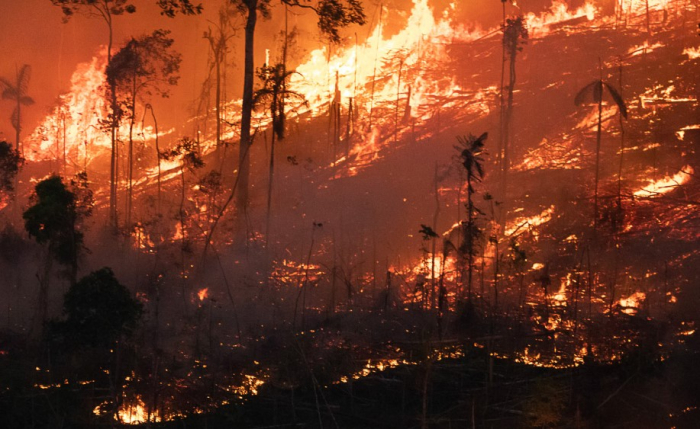 Editorial – A destruição do meio ambiente