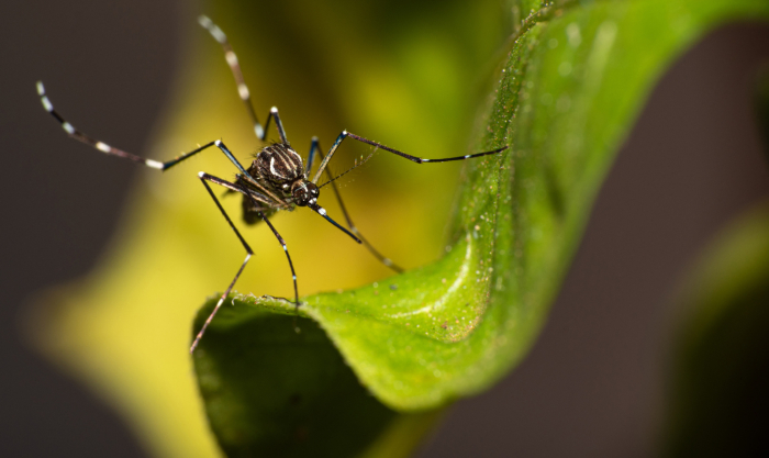 Governo paulista inicia campanha de mobilização contra a dengue 