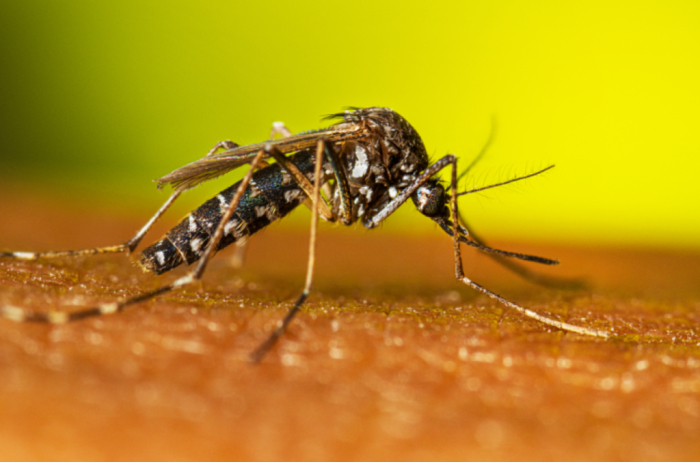 Pesquisa aponta que “El Niño” aumentou infestação do Aedes aegypti em São Paulo