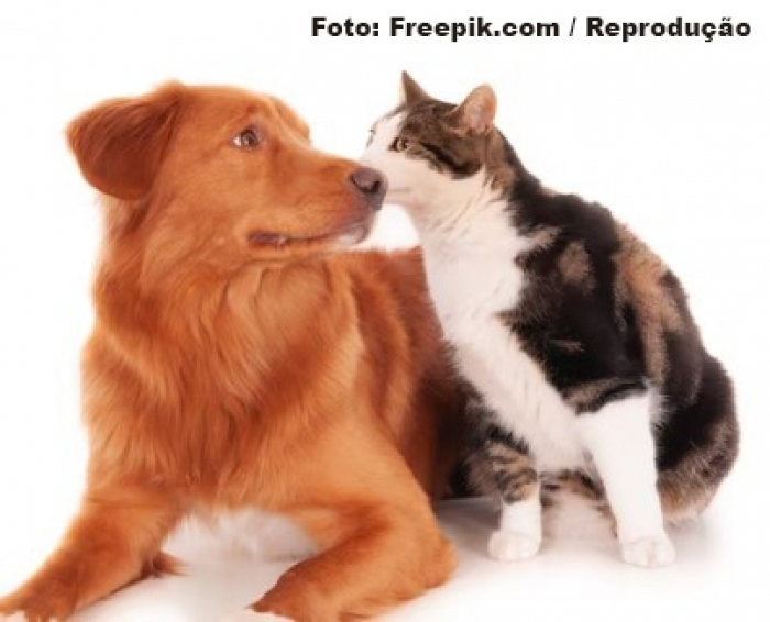 Em Pauta - Nossos animais Em Pauta - Nossos animais