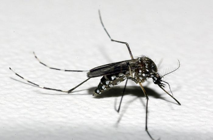 Casos de dengue crescem 339% no Brasil em 2019